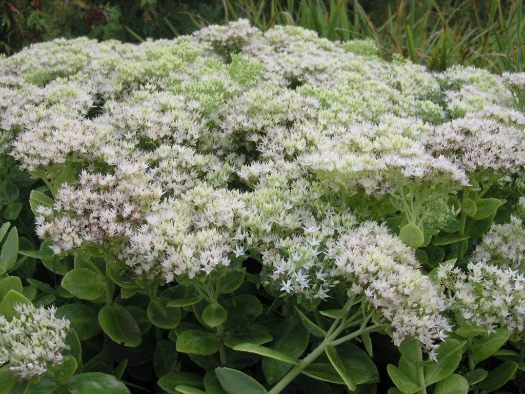 Sedum spectabile 'Stardust'